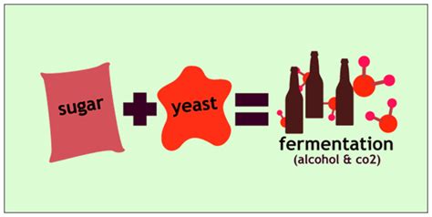 yeast and sugar fermentation